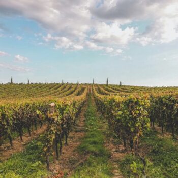 Burdeos y la Comarca de los Vinos